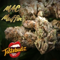 MAC Muffin Cannabis Seeds - Tastebudz.