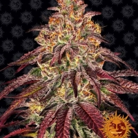 Mimosa x Orange Punch Auto Feminised Cannabis Seeds | Barney's Farm.