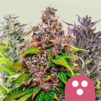 Mix Feminised Cannabis Seeds | Royal Queen Seeds.