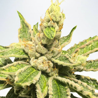 Mamacita's Cookies Feminised Cannabis Seeds | Ministry of Cannabis