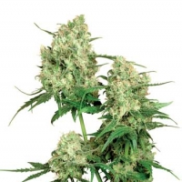 Maple Leaf Indica Regular Cannabis Seeds | Sensi Seeds 