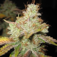 Master Kush Regular Cannabis Seeds | Spliff Seeds 