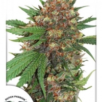 Master Kush Feminised Cannabis Seeds | Dutch Passion 