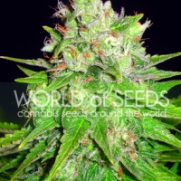 Mazar x Great White Shark Feminised Cannabis Seeds | World of Seeds