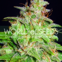 Mazar x White Rhino Feminised Cannabis Seeds | World of Seeds