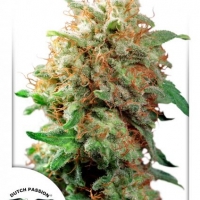 Mazar Feminised Cannabis Seeds | Dutch Passion 