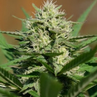 Medical Kush Automatic Feminised Cannabis Seeds | Spliff Seeds 