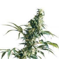 Mexican Sativa Regular Cannabis Seeds | Sensi Seeds 