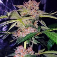 Mimosa Champagne Feminised Cannabis Seeds | Female Seeds