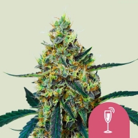 Mimosa Feminised Cannabis Seeds | Royal Queen Seeds.