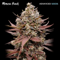 Mimosa Punch Feminised Cannabis Seeds | Advanced Seeds.