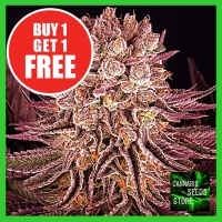 Mimosa x Orange Punch Feminised Cannabis Seeds - Cannabis Seeds Store