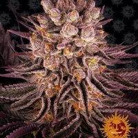 Mimosa x Orange Punch Feminised Cannabis Seeds | Barney's Farm