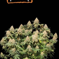 Moby Dick Feminised Cannabis Seeds | Seed Stockers