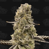Mochi Mints Feminised Cannabis Seeds - Terp Treez