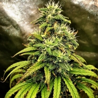 Monolith Mass Feminsed Cannabis Seeds | Critical Mass Collective Seeds