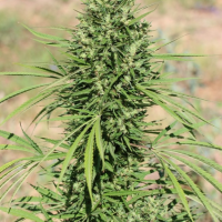 Morocco Beldia Kif Regular Cannabis Seeds | Ace Seeds.