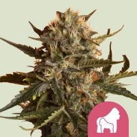 Mother Gorilla Feminised Cannabis Seeds | Royal Queen Seeds.