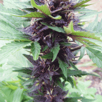 ​Narco Purps Auto Feminised Cannabis Seeds | Cream Of The Crop