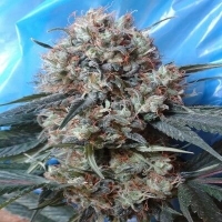 Nepal Jam x Kali China Feminised Cannabis Seeds | Ace Seeds.