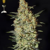 Neville's Haze Feminised Cannabis Seeds | Green House Seeds