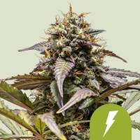 North Thunderfuck Auto Feminised Cannabis Seeds | Royal Queen Seeds.