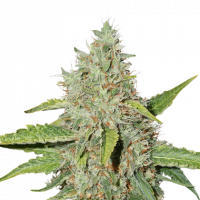 Northern Lights Auto Feminised Cannabis Seeds | Seed Stockers