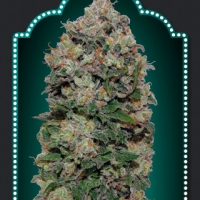 Northern Lights Feminised Cannabis Seeds | OO Seeds