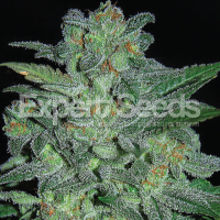 Northern Lights Feminised Cannabis Seeds | Expert Seeds