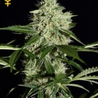NL Auto Feminised Cannabis Seeds | Green House Seeds
