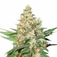 O.G. Kush Auto Feminised Cannabis Seeds | Seed Stockers