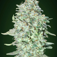 OG Kush SFV Feminised Cannabis Seeds | Advanced Seeds 