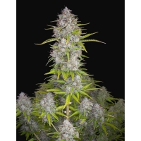 Orange Sherbet FF Feminised Cannabis Seeds - Fast Buds.