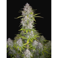 Orange Sherbet Auto Feminised Cannabis Seeds - Fast Buds.