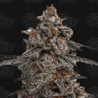 Oreoz x Orange Punch Feminised Cannabis Seeds - Terp Treez