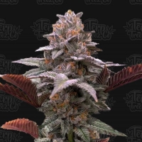 Auto Oreoz x Orange Punch Cannabis Seeds - Terp Treez