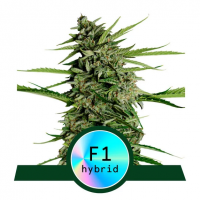 Orion F1 Auto Feminised Cannabis Seeds | Royal Queen Seeds.