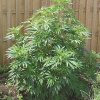 Outdoor Mix (25 Seeds) Regular Cannabis Seeds | Sensi Seeds 