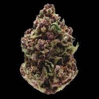 Pink Magic Fast Feminised Cannabis Seeds - Growers Choice.
