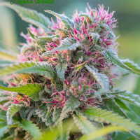 Panama Red Feminised Cannabis Seeds - Anesia Seeds