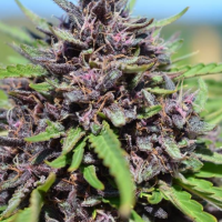 Panama x PCK Feminised Cannabis Seeds | Ace Seeds.