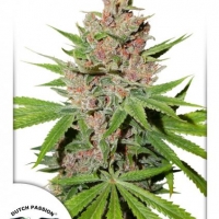 Passion Fruit Feminised Cannabis Seeds | Dutch Passion 