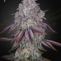 Persian Pie Feminised Cannabis Seeds | Green House Seeds.
