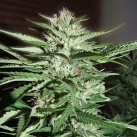 Pineapple Express Feminised Cannabis Seeds | G13 Labs