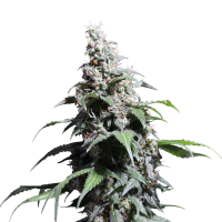 Pineapple Poison Feminised Cannabis Seeds - Super Sativa Seed Club