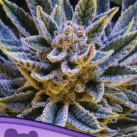 Pineapple Runtz Auto Feminised Cannabis Seeds - Anesia Seeds