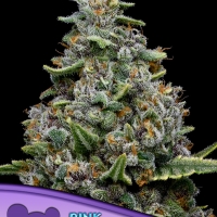 Pink Matcha Slush Feminised Cannabis Seeds - Anesia Seeds