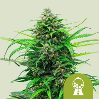 Pink Runtz Feminised Cannabis Seeds | Royal Queen Seeds.