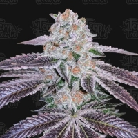 Pink Apple Tartz Feminised Cannabis Seeds - Terp Treez