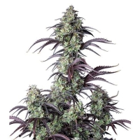 Pound Cake Auto Feminised Cannabis Seeds | Fast Buds